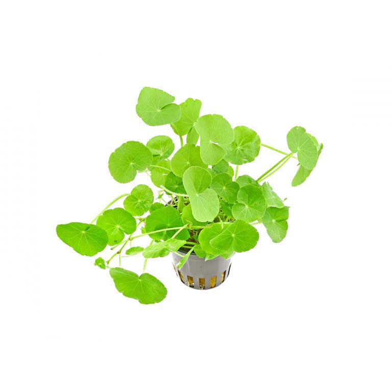 Hydrocotyle-Leucocephala