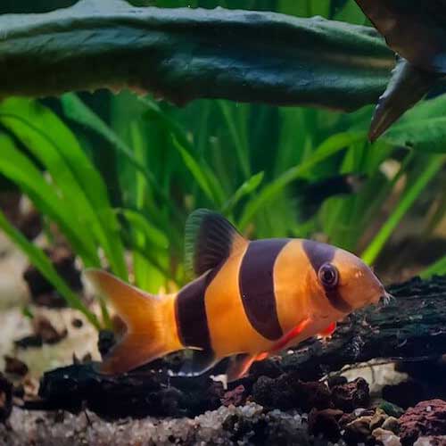 LOACH-1